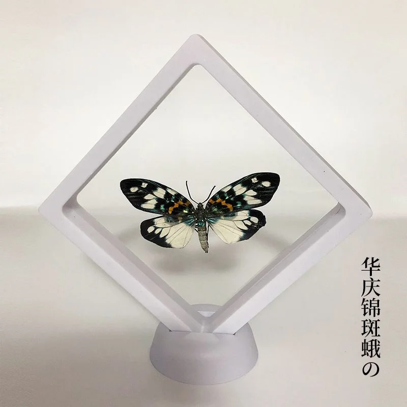 Real butterfly specimen transparent box handicraft birthday gift photography props teaching handicraft home decor