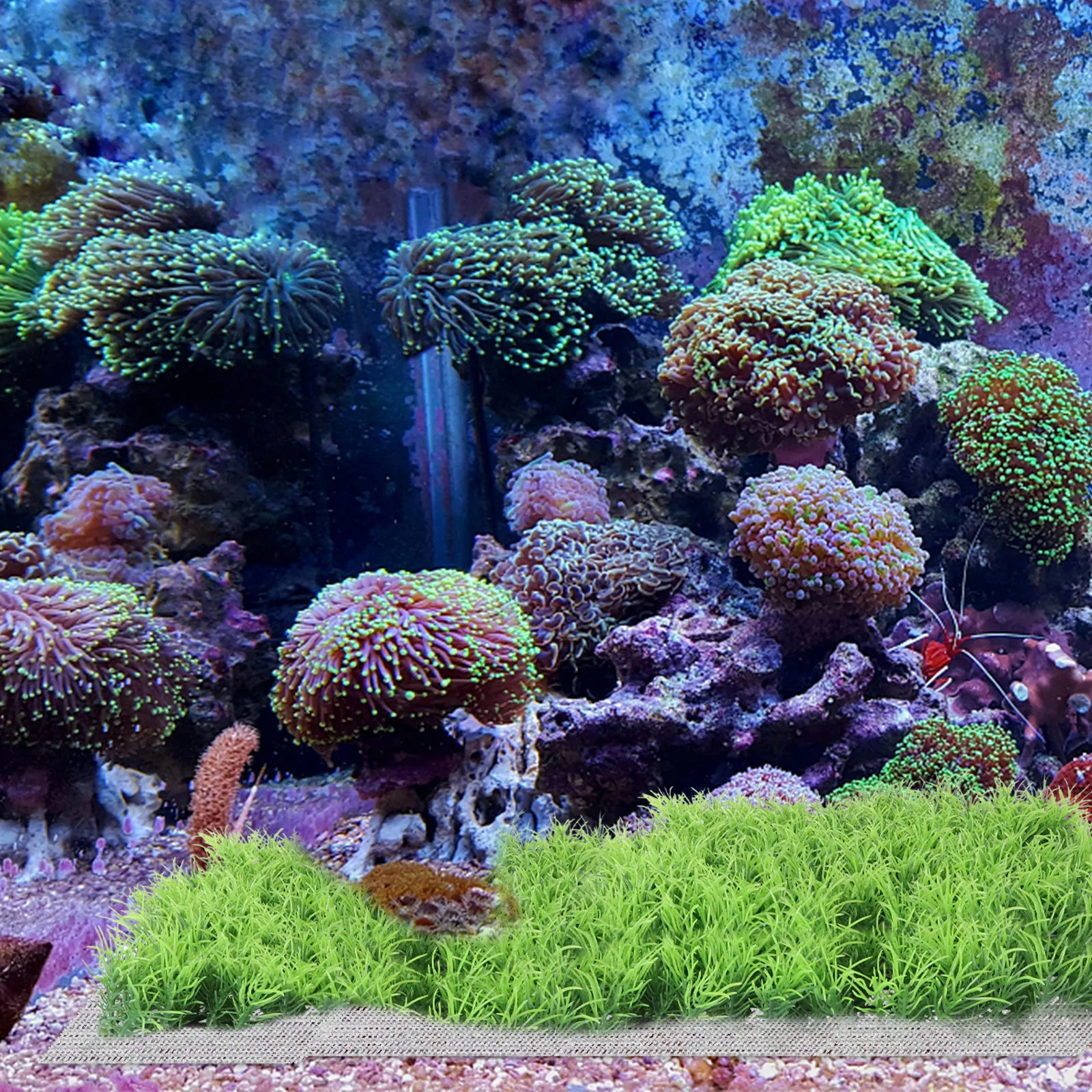 10 stuks aquariumgras vast net - Planted Aquarium Moss recensie en prijs