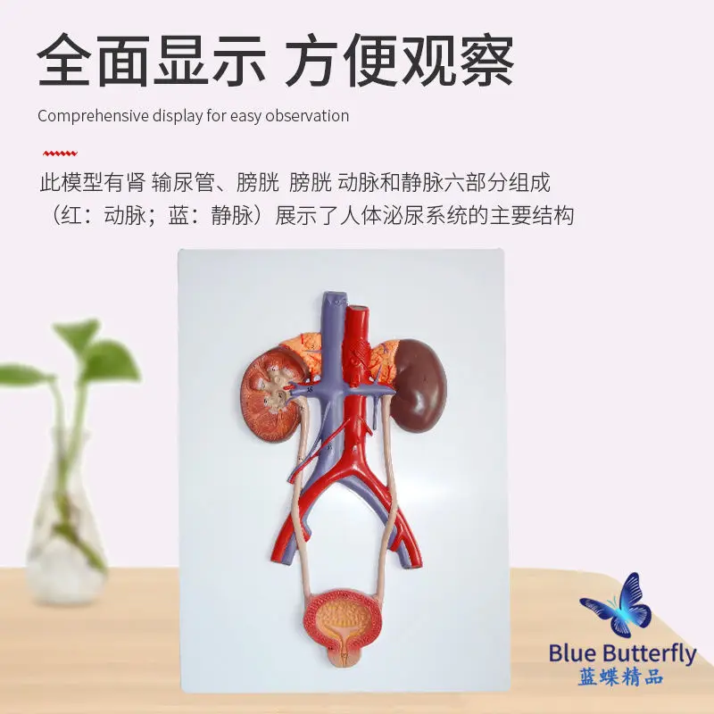 Embossed human urinary system kidney model, ureter bladder urethra model, displayed in medical urology department