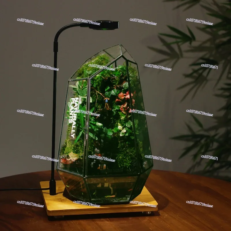 Creative water system ecological bottle indoor desktop potted plants stuffy mini plants bonsai green plants