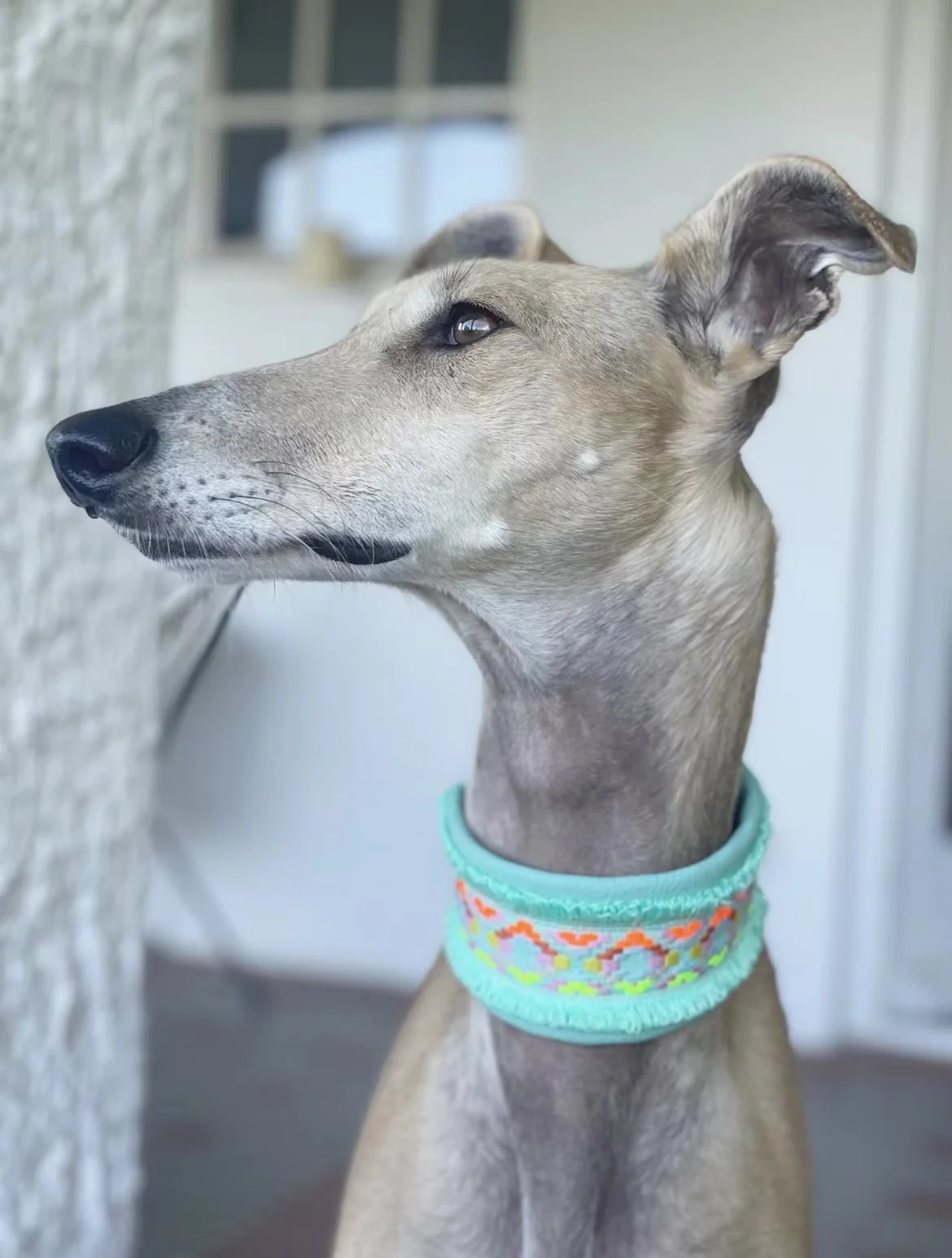 Italian Greyhound Collar/Whippet Collar/Soft Sheepskin Dog Collar Colorful Webbing Snap Pet Collar