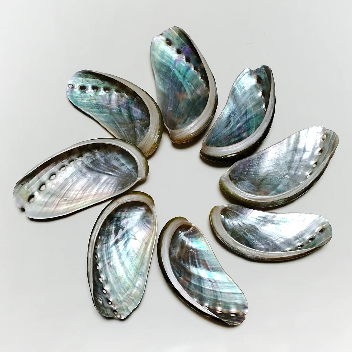 8 PCS Donkey Ear Abalone Shells Natural Haliotins Asinine Seashell for DIY Crafts, Arts and Home Decor (2 inches - 4 inches)