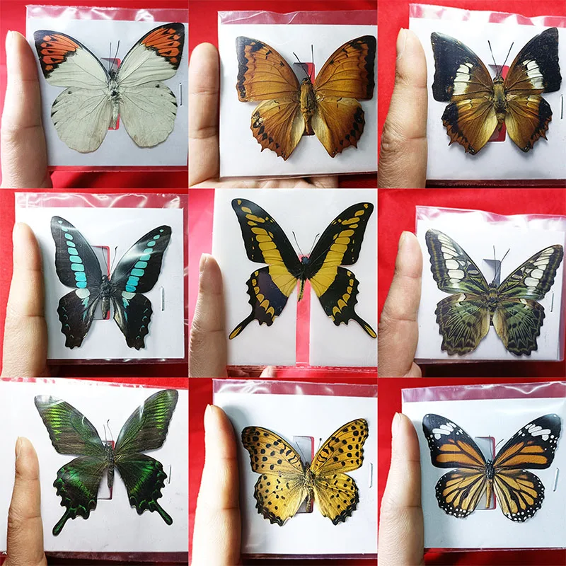 Butterfly Specimen Real Insect Display Interior Decoration Photo Frame Wall,Teaching Cognition ,Home Decoration Accessories Gift