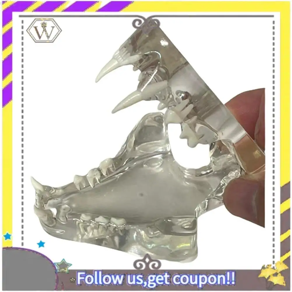 

New Transparent Canine Teeth Anatomical Model Animals Oral Tooth Jaw For Veterinary Educational Tool (Cat) Durable