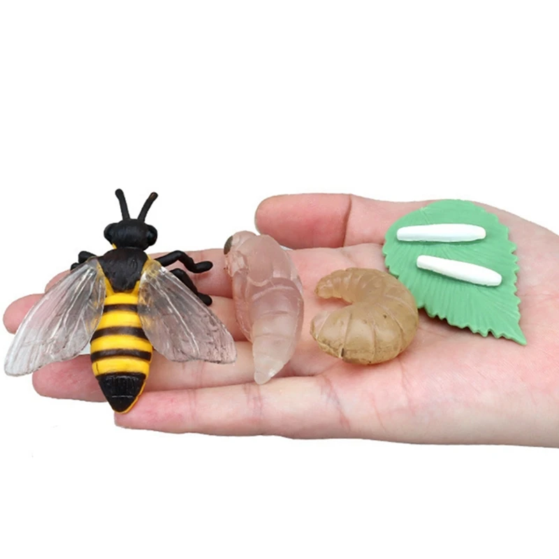 Simulation Life Cycle Animals Model Children Insect Plant Growth Cycle Biology Science Montessori Toy Open-Ended Educational Toy