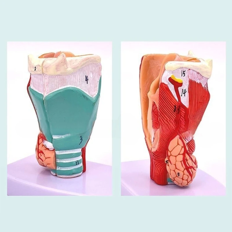 Human Larynx Anatomy Model, Life Size Anatomical Larynx Model Detachable