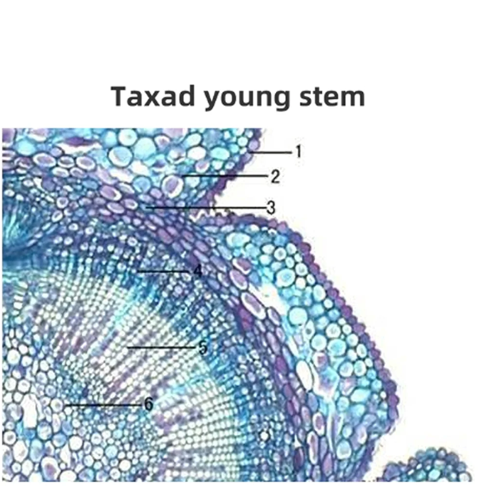 Vetrini per microscopio preparati per l'educazione della fornitura della fabbrica in Cina per l'insegnamento