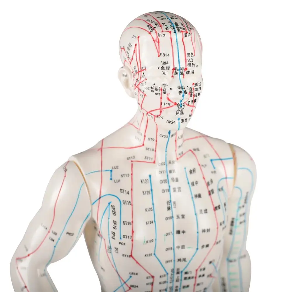 Acupuncture Model 48cm Female 50cm Male PVC Human Body Acupuncture Model Acupoint Model English Code and Chinese