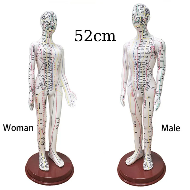 Human Body Acupuncture Model Female/Male Meridians Model Chart Book Chinese Medicine 52cm