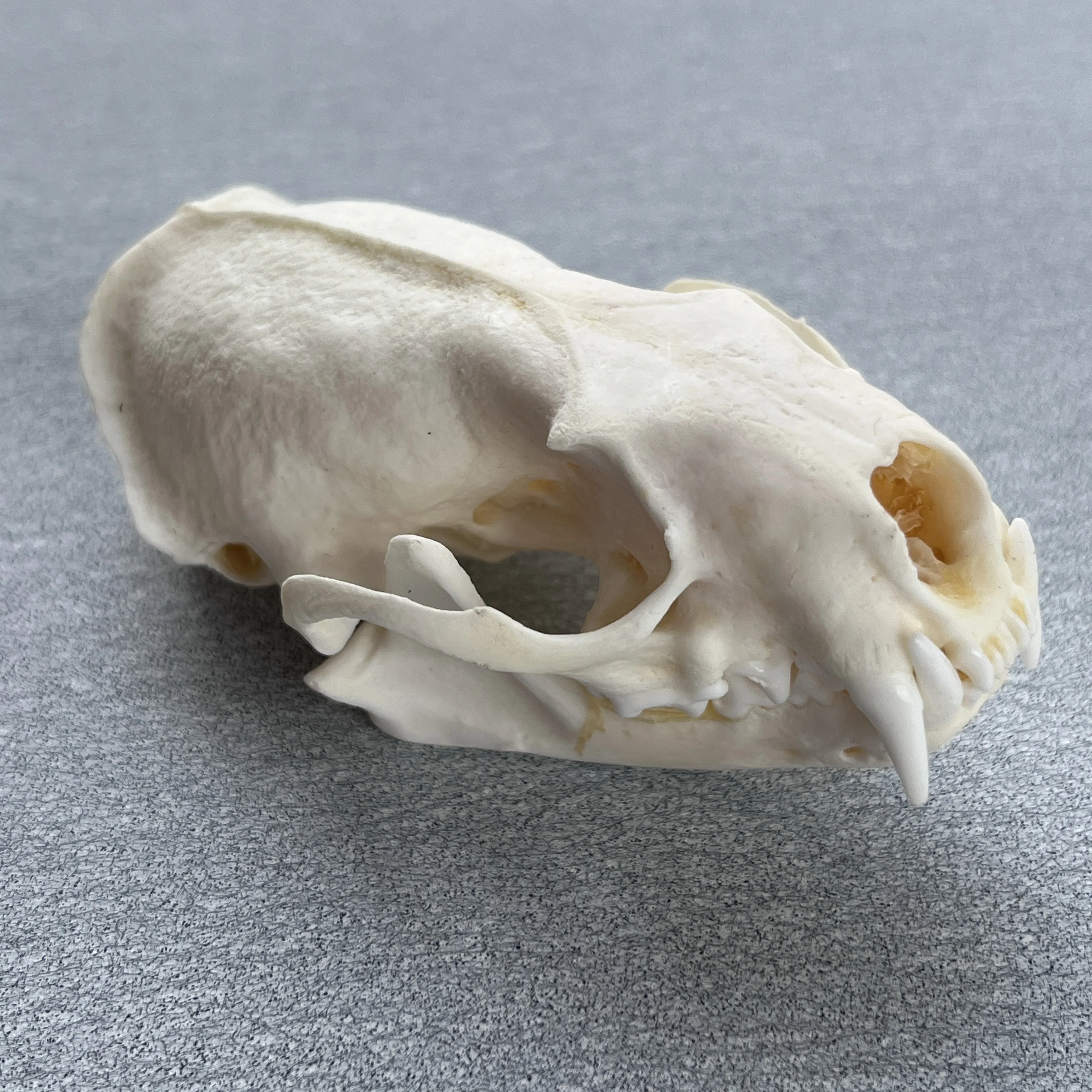 Taxidermy Real Bone Mink Skull, Bones Real for Craft, Skull Decoration for Home, Specimen Collectibles Study, Special Gifts