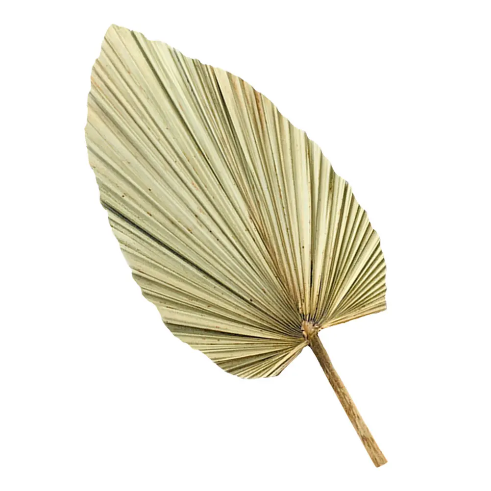 

1pc Large Dried Palm Leaves Sunflower Fan Leaf Decoration Tropical Wedding Wall Hanging Eco Friendly Ideal for Wedding Party