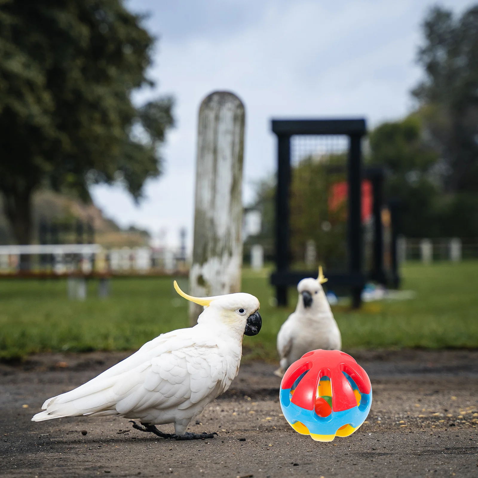 

3Pcs Parrot Chewing Ball Colorful Durable Material for Cockatiel Parakeet Parrotlet Bird Teeth Grinding Chew Parrot Ball