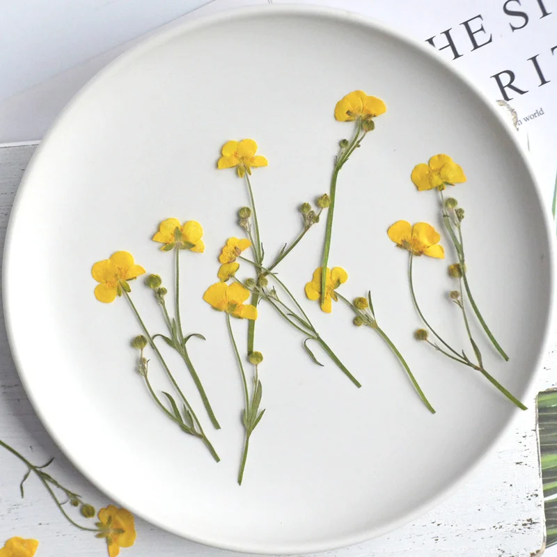 Resin Art For Photo Frame - 60PCS Bunga Ranunculus Kering Alami DIY