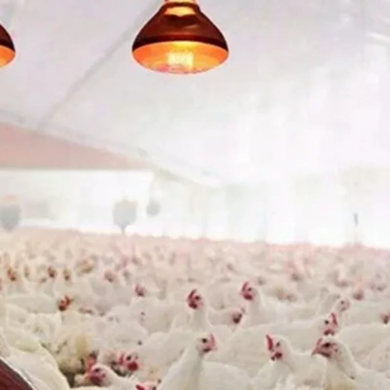 

220 В инфракрасная лампа с подогревом, лампа 275 Вт для амфибий, рептилий, птицы, домашних животных, скота E27, товары для курицы, утки, фермы