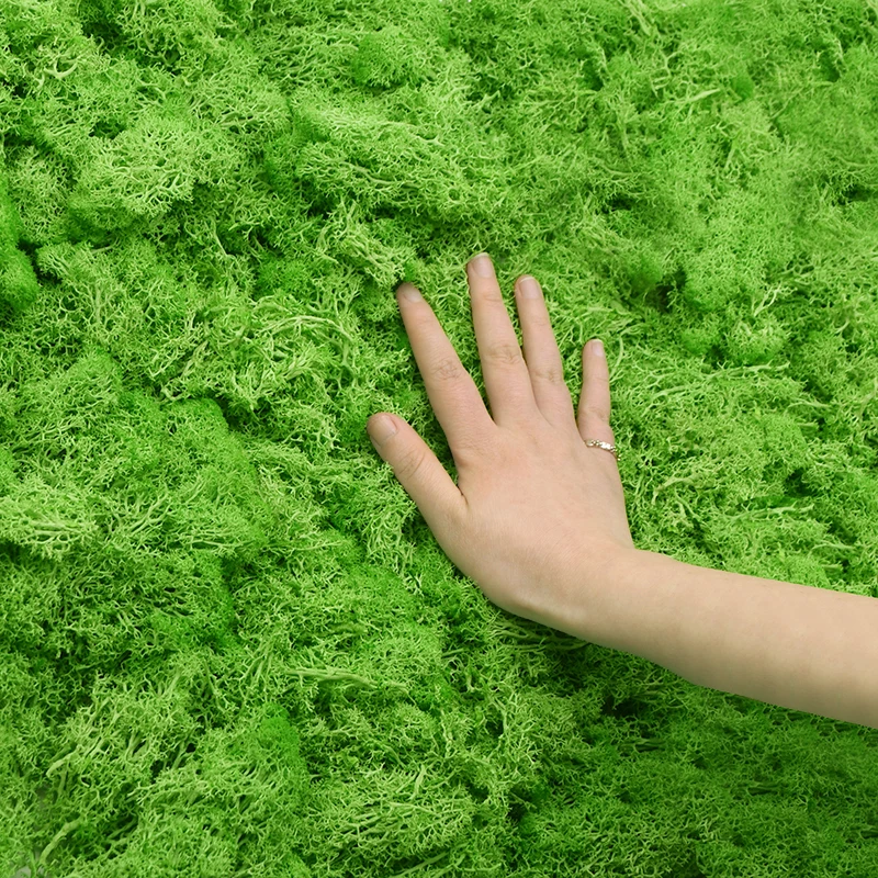 20/40G Tanaman Hijau Buatan Lu - Sphagnum Moss Dry ulasan dan harga