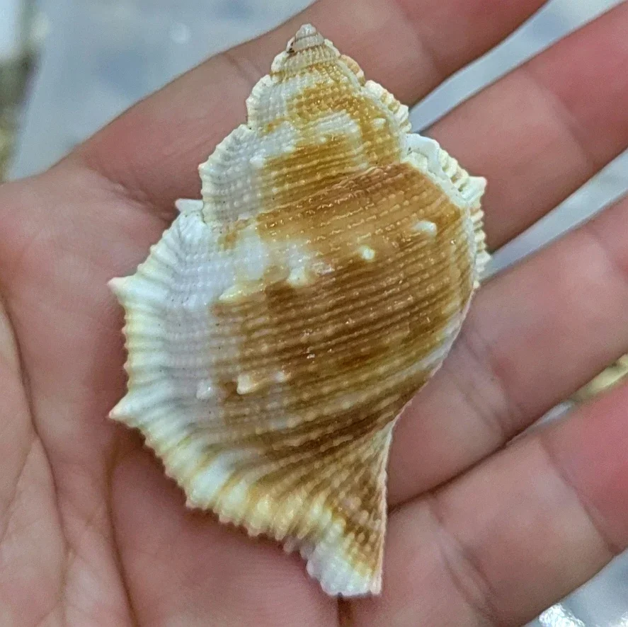 Natural Conch Shells Specimen Snail Hermit Crab Shell Replacement Collection Gift Fish Tank Aquatic Landscape Shooting Prop