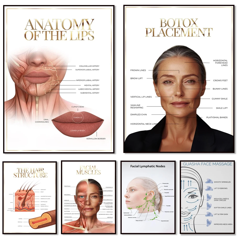 Gua Sha facial massage guide, aging female face, facial muscles, eyebrow shaping art, hair structure and hair building poster