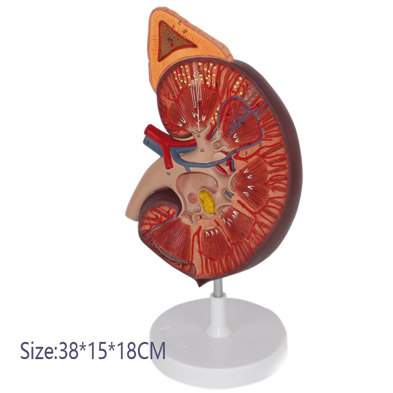 نموذج تشريحي للكلية البشرية الكلى مع الغدة الكظرية نموذج جراحة المسالك البولية أمراض الكلى الطبيب-نموذج اتصال المريض