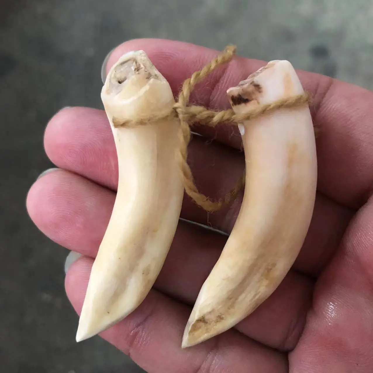 Antique Miscellaneous Vintage Distressed Wild Pig Tooth Pendant