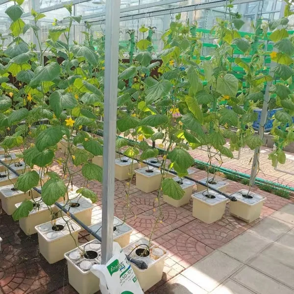 

Customized greenhouseCustom Size Tomato Polycarbonate Greenhouse - UV Protection for Optimal Tomato Growing