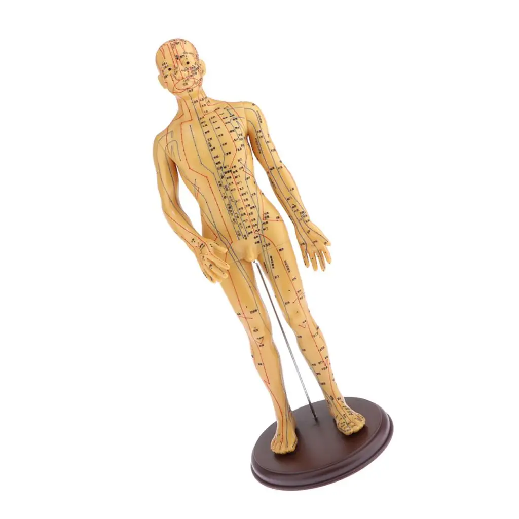 Male Female Acupuncture Point Model Durable Meridian Human Body Figurine for Professional Learning