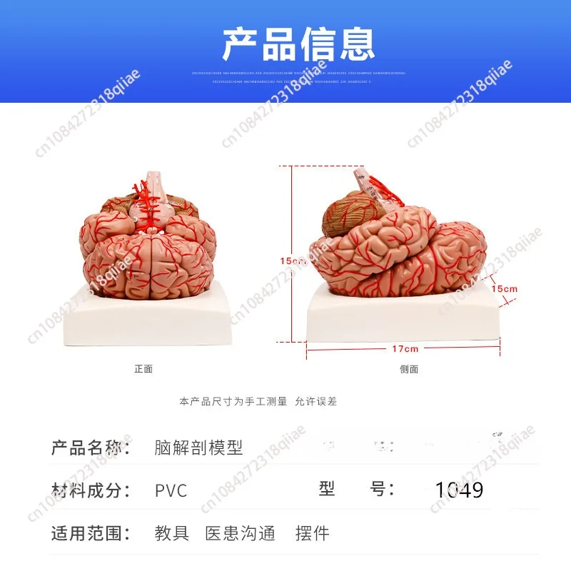 Human brain model Medical, brain structure model, cerebral artery and cerebrovascular model Human brain unpacking model