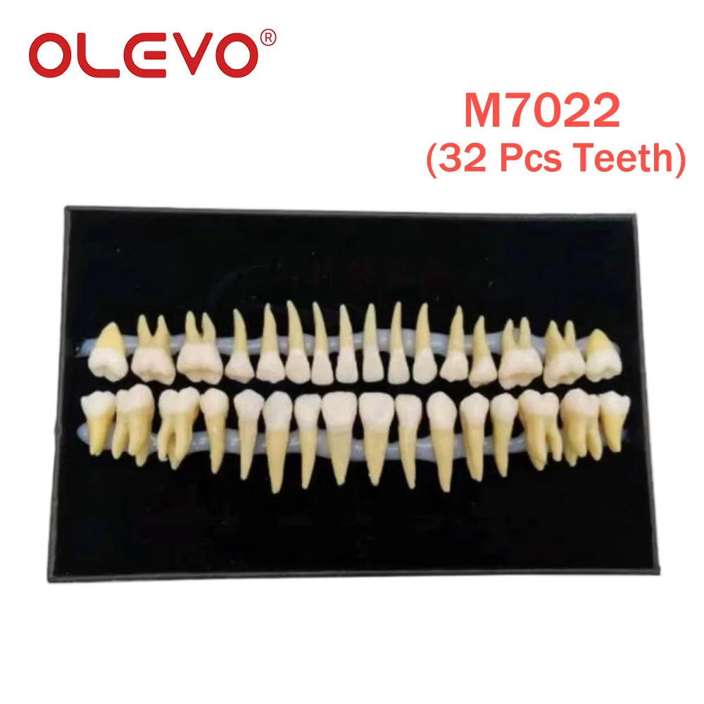 Olevo โมเดลฟันปลอม1:1ฟันแบบถาวรเพื่อสาธิตการเรียนการสอนแบบถอดได้ M7021 M7022ทันตแพทย์