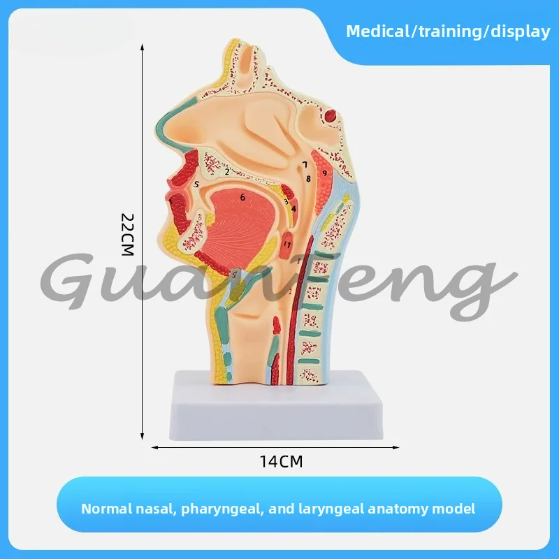 Normal and Pathological Nasal and Pharyngeal Anatomy Models, Nasal and Oral Structure Tissue Models of The Human Body