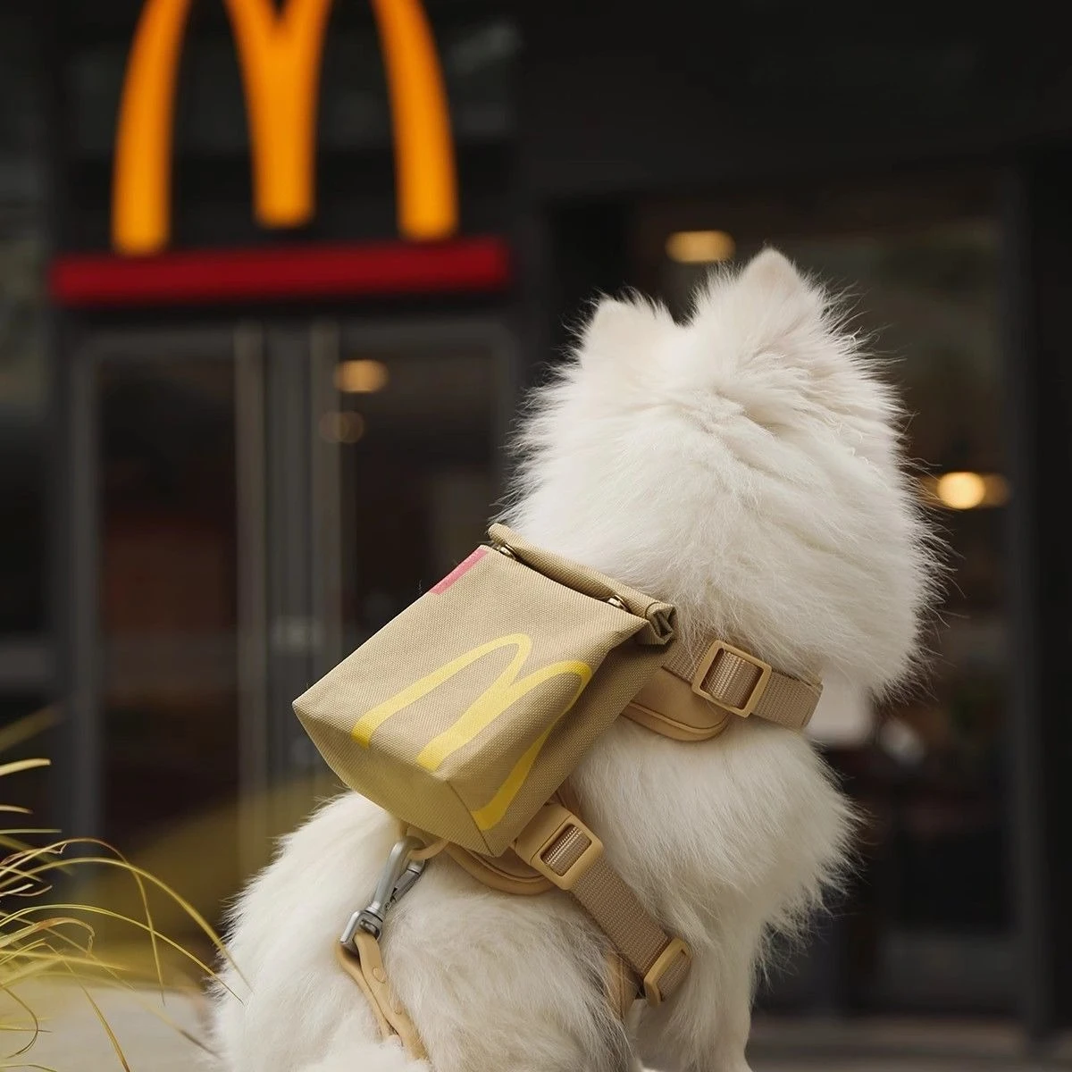 

Dog backpack Pet leash Cat dog walking Anti-break free Cat leash Dog leash Removable burger School bag