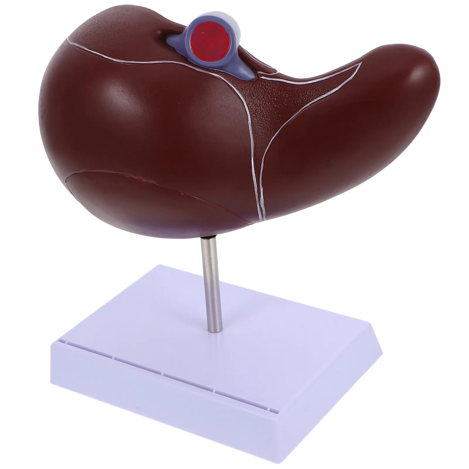 Anatomical Liver Teaching Display Educational Tool Premium Plastic Base Human Liver Structure for School Hospital