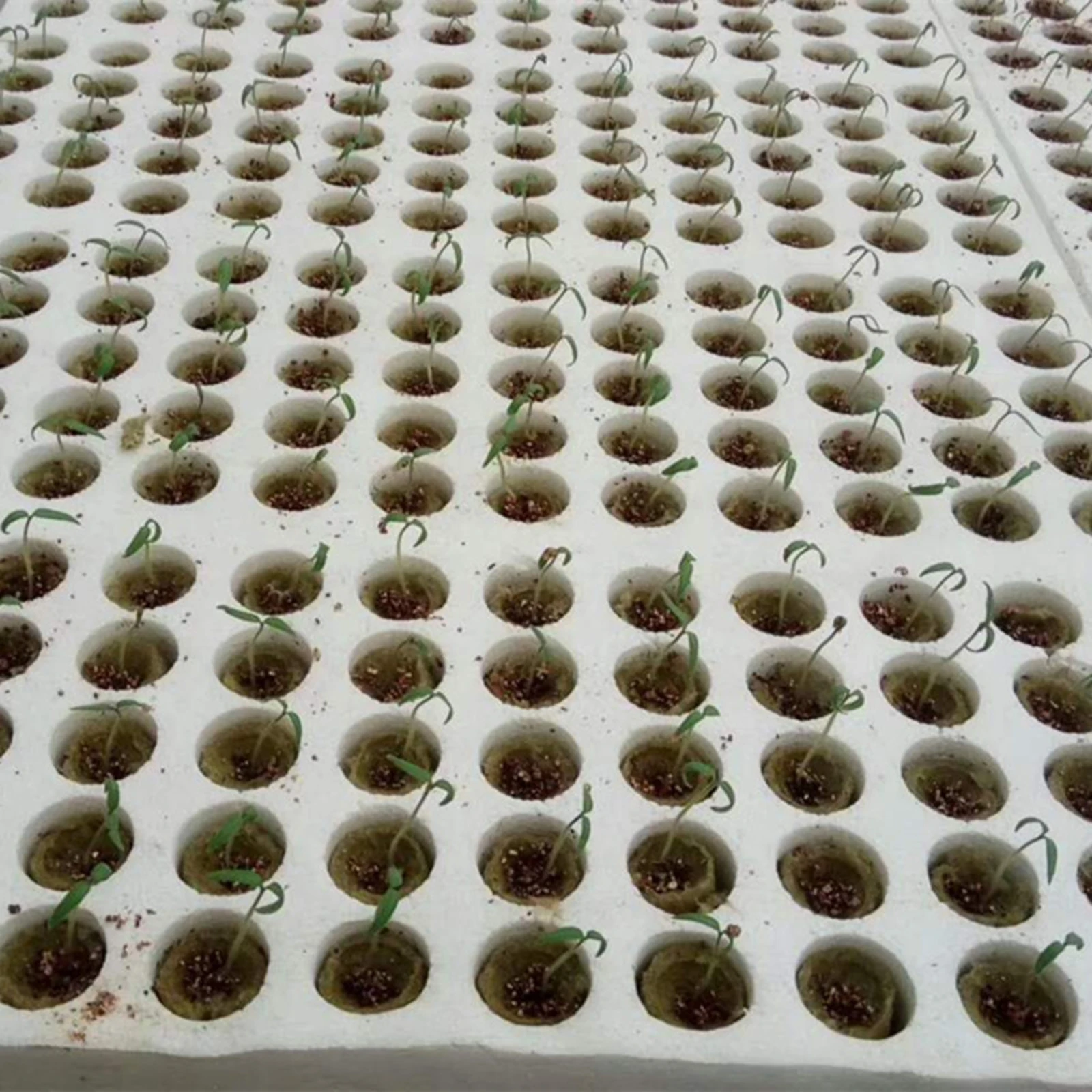 50 Pieces Plant Seed Starter Plugs Hydroponic Cubes Rock Wool Nursery Block