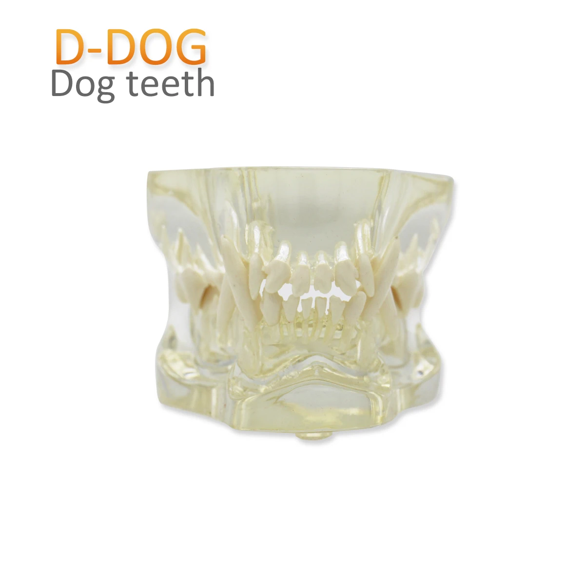 Transparent Dog Cat Teeth Anatomical Model Dental Animals Oral Jaw For Education Canine Dental Veterinary Office Decoration Demo