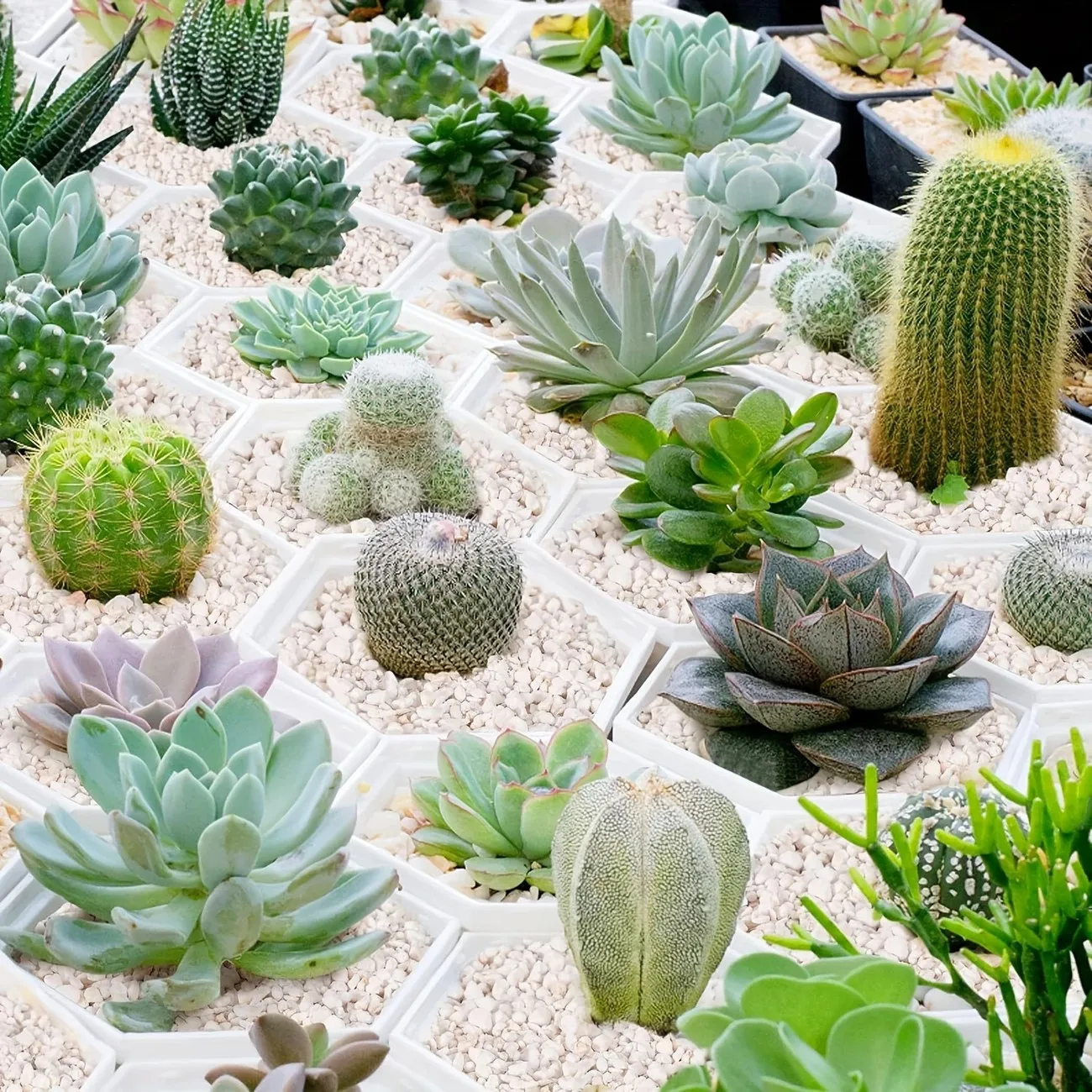 1L คุณภาพสูง perlite succulent Orchid Universal Plant ด้านล่างปูตกแต่ง Planter พื้นผิวปู,คลานเตียงสัตว์เลี้ยง