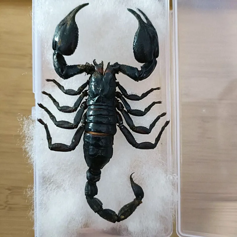 Real Insect Specimen Black Scorpion Dry Insect DIY Production Materials Teaching Photo Props Home Decoration Collection Gifts