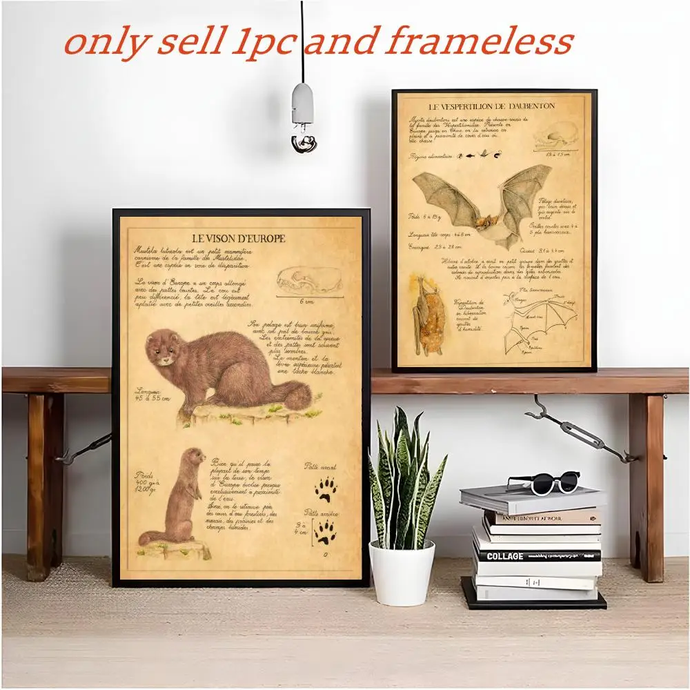 Bat Turtle Deer Wildlife Anatomy Laboratory Poster retro art restaurant bar decoration view 4