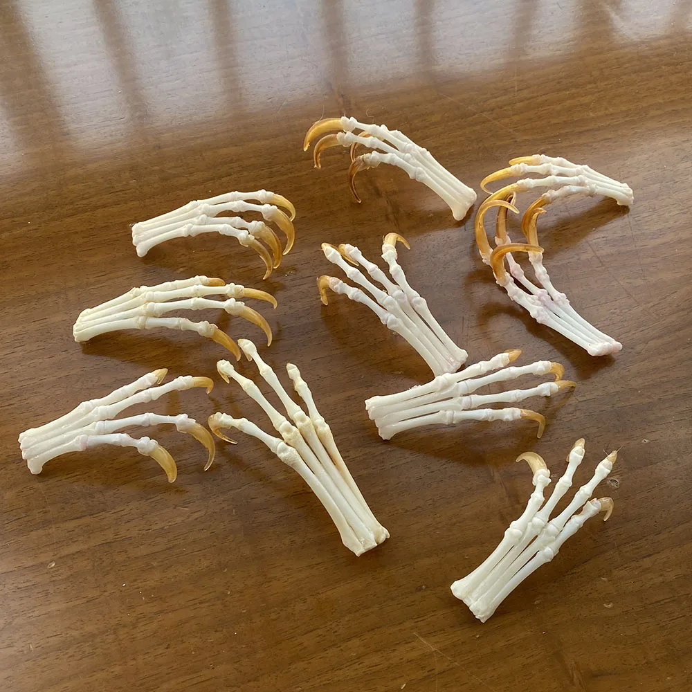 Real Skull Red Fox, Silver Fox, Cross, Feet, Armpits, Curved Bone, Claws, Taxidermy, 1-10Pcs