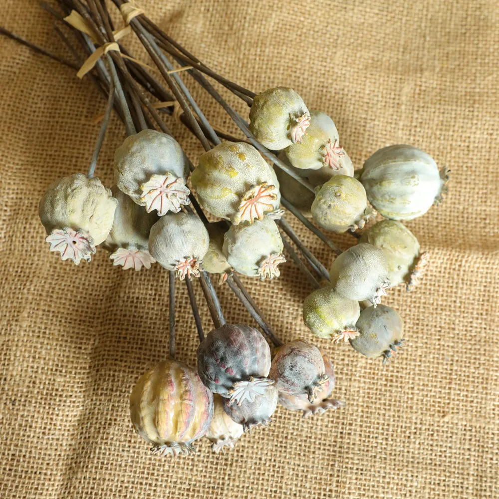 6 teste Poppies frutta mazzo d - Dried Flower Bunch recensione e prezzo