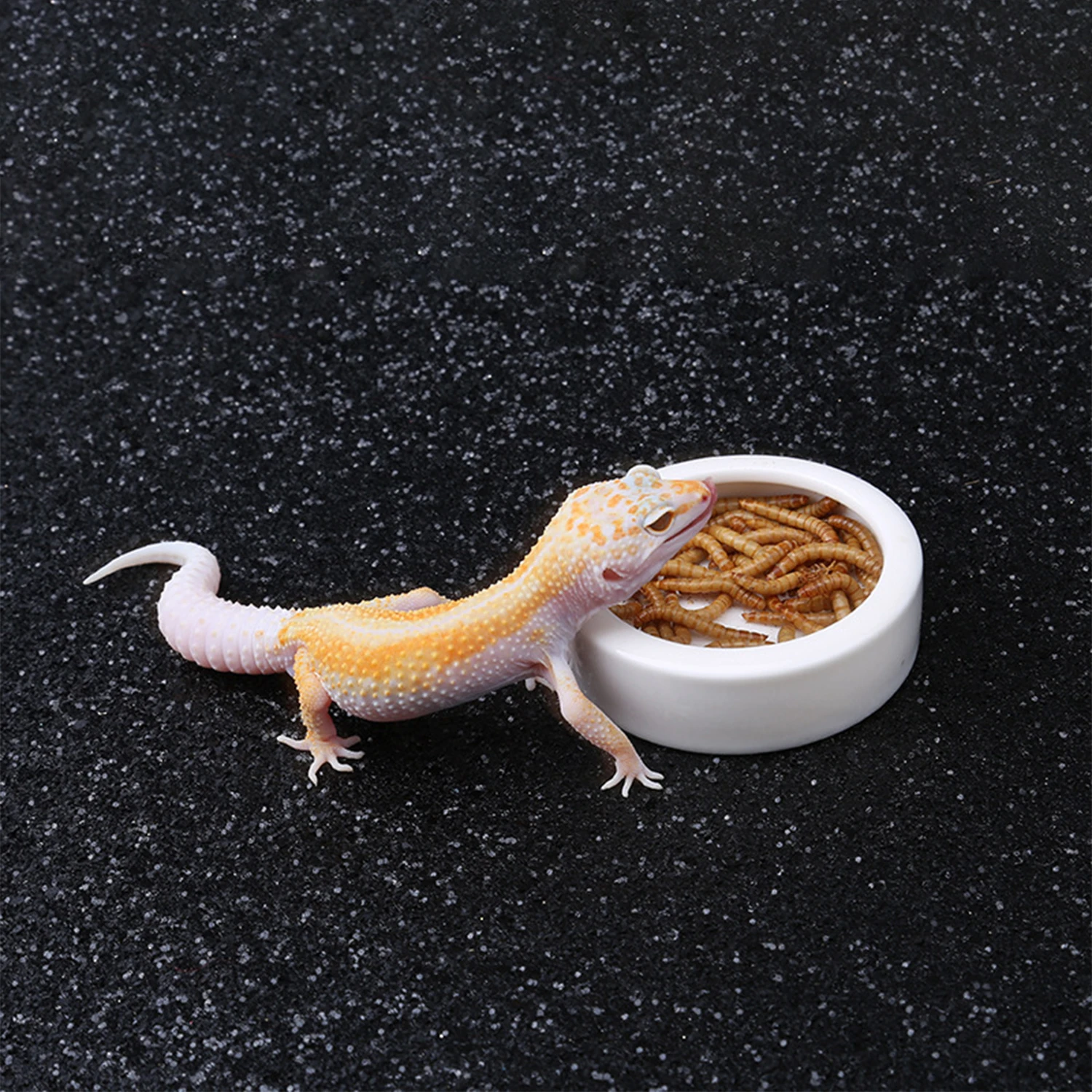 Reptile Food Bowl Feeding and Watering Bowl Anti-Escape Ceramic Feeding and Watering Bowl Anti-Escape Super Worm Feeder