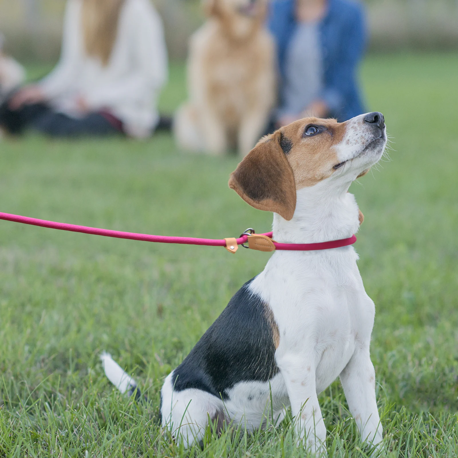 Multi-functional adjustable P-shape dog leash Waist Chain Traction Rope Leads for Running Walking Free hands free leashes