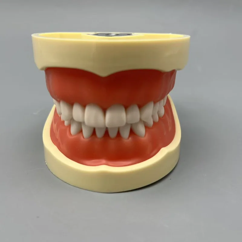 

32 Teeth Full Mouth Preparation Model with Soft Silicone Gums for Students Practice