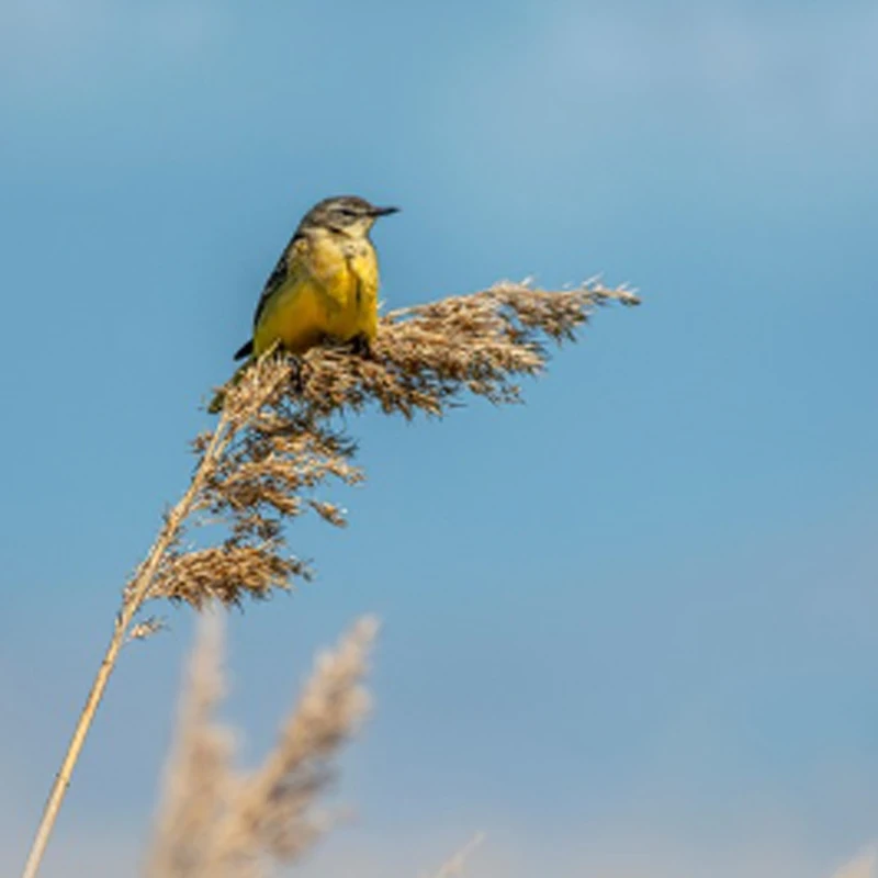 

GEPRC GEP-CL30 V3 O4 PRO 3-дюймовый дрон из углеродного волокна, черный, оранжевый, RC FPV, квадрокоптер, запасные части для вертолета, аксессуары