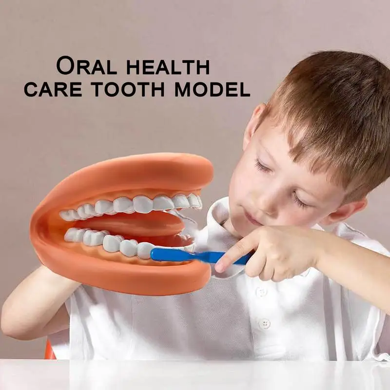 Standard Dental Model Oral health care tooth model kindergarten teaching aids children's brushing toys Education Studying Tools