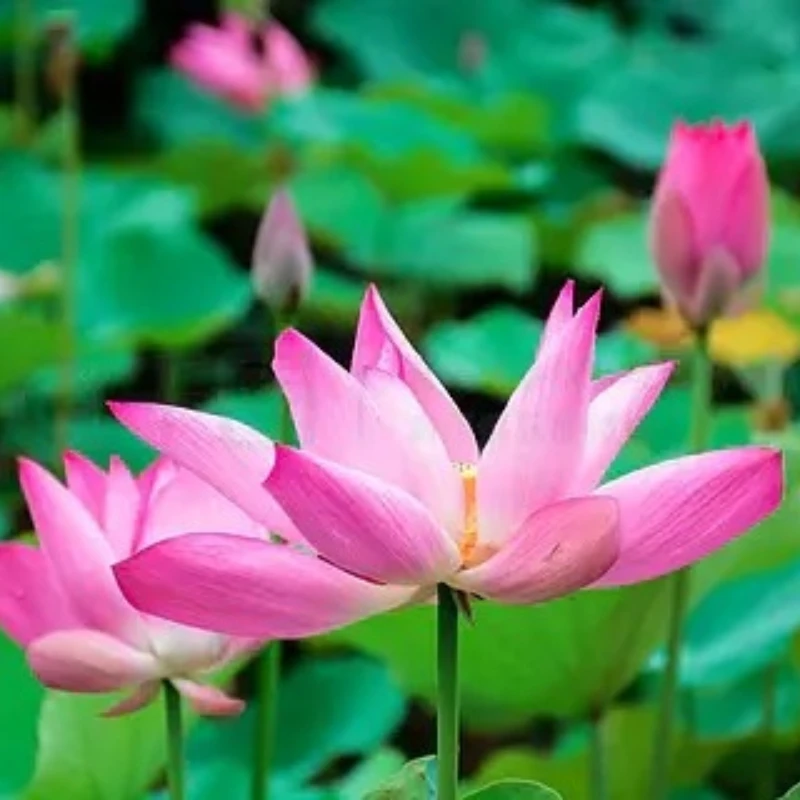 

IFlight BOB57 2506 1500KV 6S FPV Motor with 5mm Shaft Professional Freestyle Race Brushless Motor for FPV Spare Parts