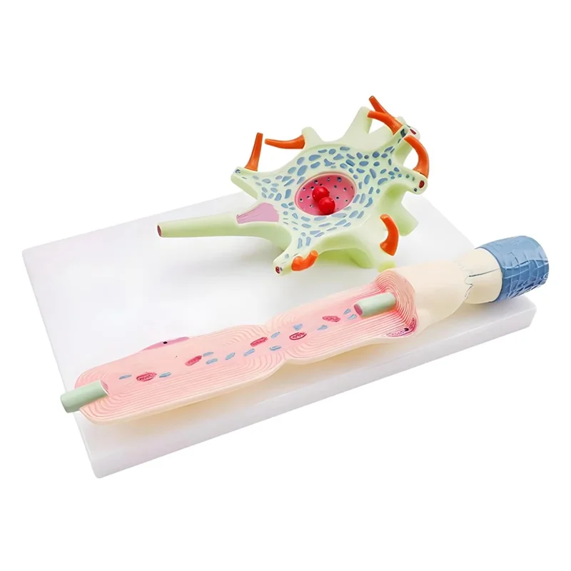 ABJO-modelo neuronal modelo de anatomia de neuron para ensino de ciências educação instrumento biomédico modelo 3309 modelo de célula de neuron