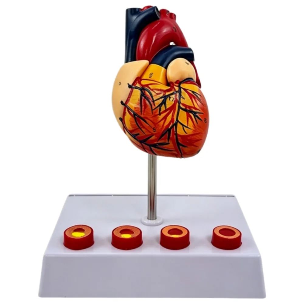 Medical Education Science Human Heart Anatomical Model with 4 Stage Blood Vessel Thrombus Demonstration Models