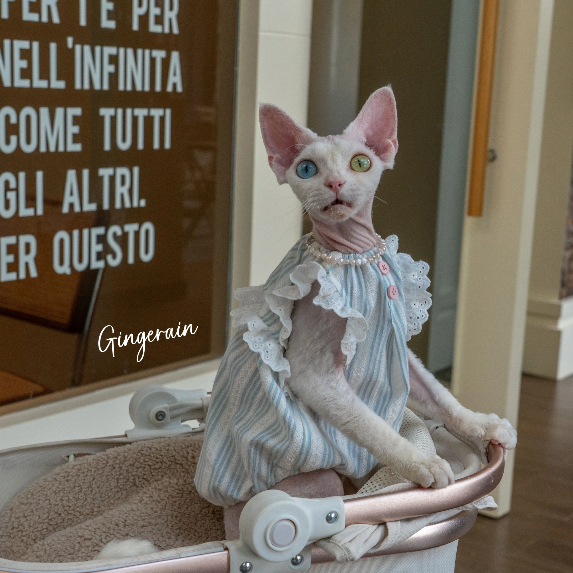 Luxury Cats Clothing Blue Soft Cotton Vest For Sphynx Cat Short Ruffled Sleeves Jumpsuit for Kittens Summer Dress for Revon Rex