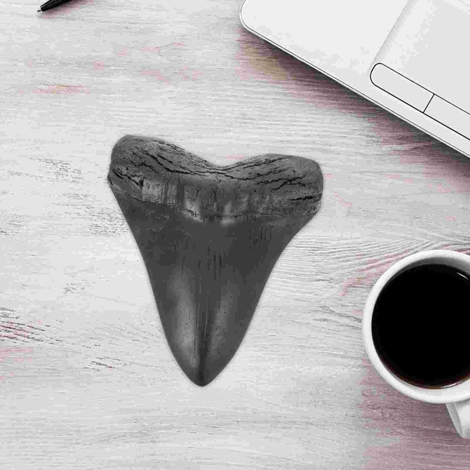 Tooth Fossilized Genuine Specimen Paleontological Decor Sample Giant - Image 3