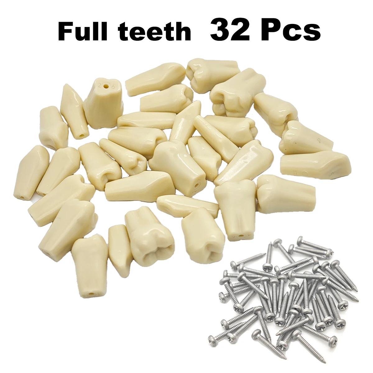 Fit Frasaco A3 Dental Teeth Model Full teeth 32Pcs Replacement Tooth Particles For Patient Education Demo