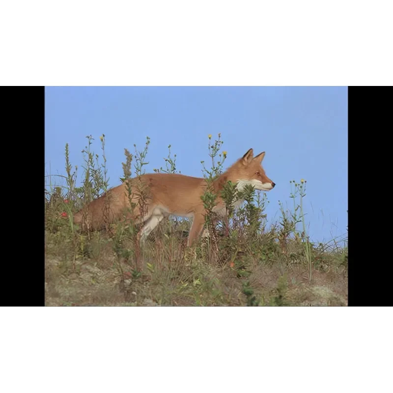 BD Blu-ray Japanese Documentary The Foxs Story 1978 High Definition Restoration Classic Upper Translation Dubbing
