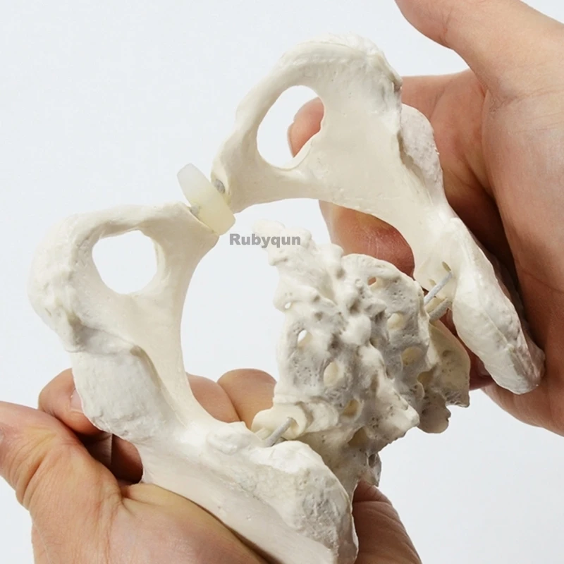 Mini Flexible Female Pelvis Model on Elastic, Mini Size Pelvic Skeleton Model, Anatomy Medical Model for Science Education